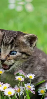 Cute kitten playing with daisies on green grass background.