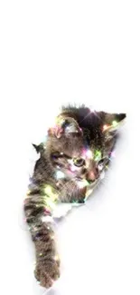 Cute kitten with colorful lights on a white background.