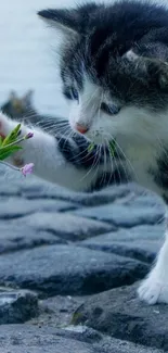 Kitten playing with a flower on cobblestone.