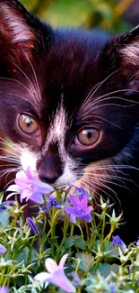 Black and white kitten surrounded by purple flowers.