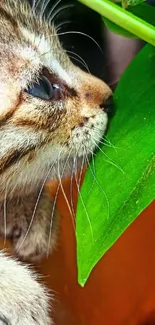 Cute kitten sniffing a vibrant green leaf.