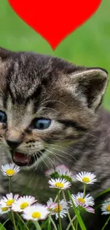 Cute kitten with daisies and red heart on green background.