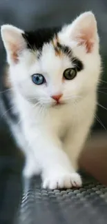 Cute kitten with heterochromatic eyes walking toward camera.