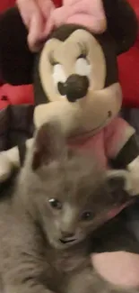 Gray kitten cuddling with plush toy on a red and grey background.