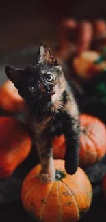 Kitten sitting on autumn pumpkins with warm hues.