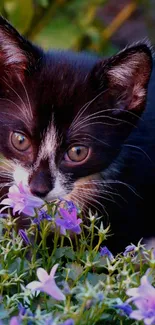 Black and white kitten among purple flowers, close-up.