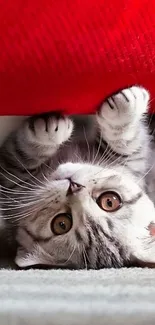 Cute kitten peeking from under a red blanket on a cozy carpet.