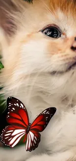 Cute kitten with a red butterfly on a green background.