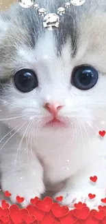 Adorable fluffy kitten with red hearts background.