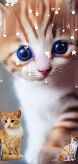 Cute kitten wallpaper with stars and blue-eyed adorable feline.