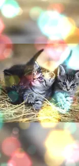 Three kittens in hay with colorful bokeh lights and soft focus.