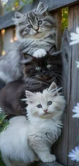 Three fluffy kittens on a wooden fence surrounded by daisies.
