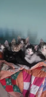 Six cute kittens snuggled on a vibrant quilt.