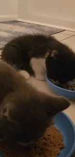 Two cute kittens eating from blue bowls on the floor.