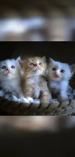 Three adorable kittens snuggled in a basket on a dark background.