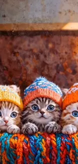 Three kittens wearing colorful knit hats