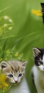 Three cute kittens in a green field with flowers.