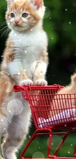 Two cute kittens in a red shopping cart outdoors.