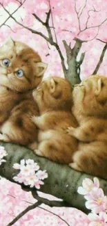 Kittens on a cherry blossom branch with pink flowers.