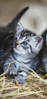 Three adorable kittens with blue eyes resting on straw.