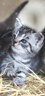 Three kittens playing on straw, perfect mobile wallpaper.