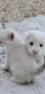 Two adorable kittens on a white sandy surface.