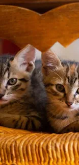 Two cute kittens resting on a wicker chair.