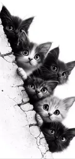 Cute kittens peeking from a cracked wall, creating an adorable wallpaper.
