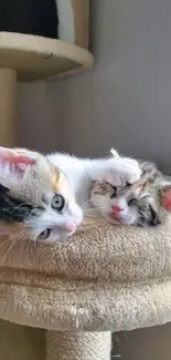 Two cute kittens resting together on a soft perch.