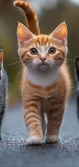 Three cute kittens walking outdoors.