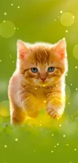 Adorable kitten running on green grass with a sunny background.