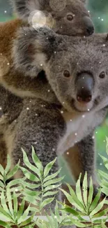 Mother and baby koala on a log with lush green ferns.