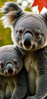 A pair of cute koalas sitting on a branch with autumn leaves in the background.