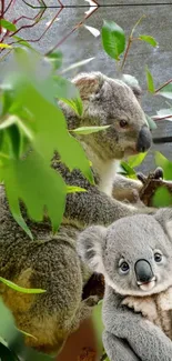 Cute koalas in lush green forest setting as wallpaper.