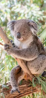 Koala sitting on a eucalyptus branch with green leaves.
