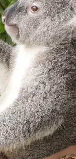 Adorable koala portrait with gray fur and green leaves, perfect for mobile wallpaper.