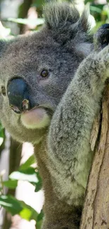 A cute koala clinging to a tree trunk in a natural setting.