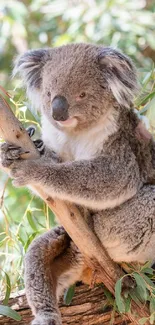 Cute koala resting on eucalyptus tree in vibrant green setting.