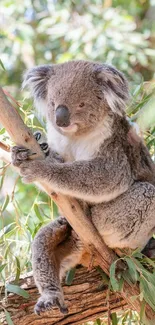 Adorable koala sitting on a eucalyptus tree in a lush green forest wallpaper.