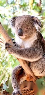 Adorable koala resting on tree branches against a lush green backdrop.