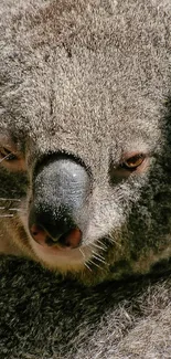 Gray koala resting on a tree trunk with soft fur in natural habitat.