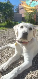 Labrador puppy lounging in a sunlit garden with whimsical touches.