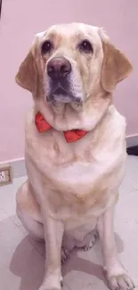 Labrador with red bowtie sitting indoors.