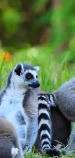 A group of cute lemurs in a green natural setting.