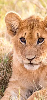 Adorable lion cub lying in grass, looking curious and charming.