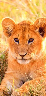 Adorable lion cub sitting in golden grass mobile wallpaper.