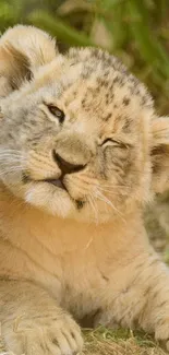 Cute lion cub resting on grass in nature.