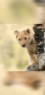 Adorable lion cub peeking from a tree in the wilderness.