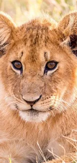 Close-up of a cute lion cub lying on grass, serene and adorable.