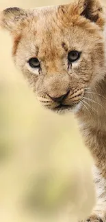 Adorable lion cub peering in a beige-themed mobile wallpaper.